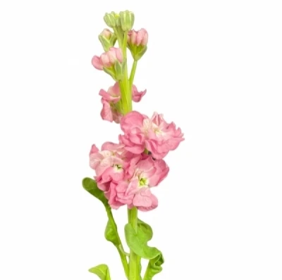 Fiala INCANA IMPALA TERRA 45 cm