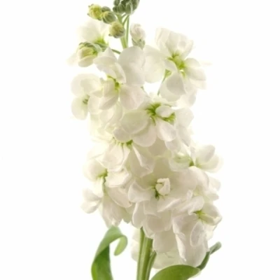 Fiala INCANA IMPALA WHITE 50 cm