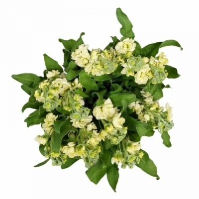 Fiala INCANA IMPALA YELLOW