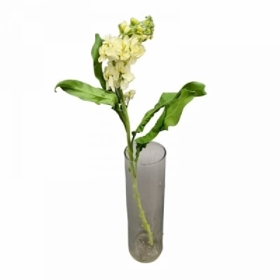 Fiala INCANA IMPALA YELLOW