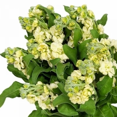 Fiala INCANA IMPALA YELLOW