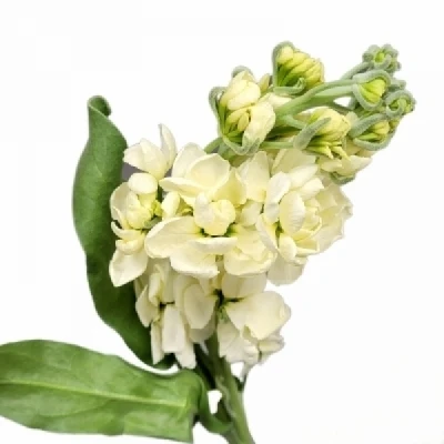 Fiala INCANA IMPALA YELLOW 50 cm