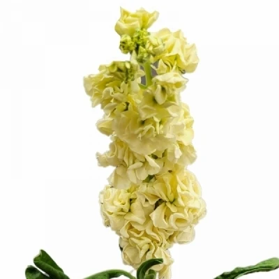 Fiala INCANA IRON DEEP YELLOW 60cm