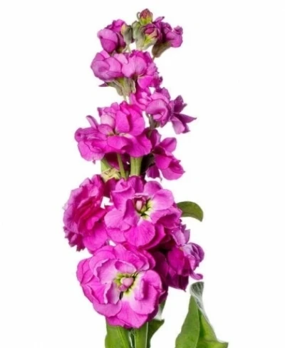 Fiala INCANA IRON ROSE PINK