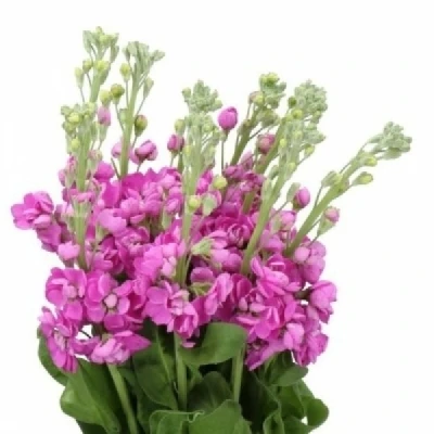 Fiala INCANA JAXZ RED