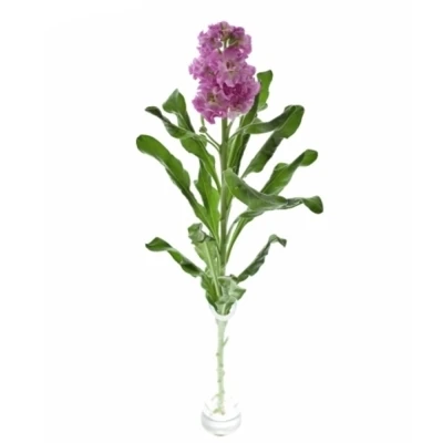 Fiala INCANA LUCINDA ANTIQUE ROSE