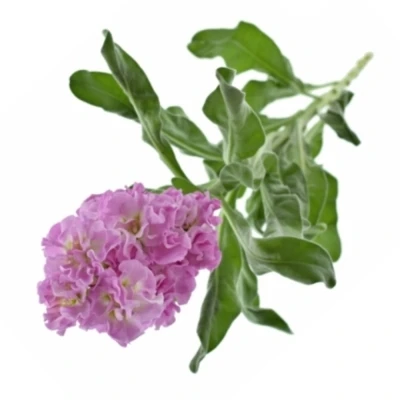 Fiala INCANA LUCINDA ANTIQUE ROSE