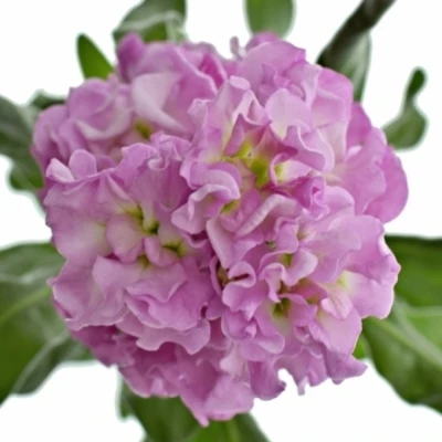 Fiala INCANA LUCINDA ANTIQUE ROSE