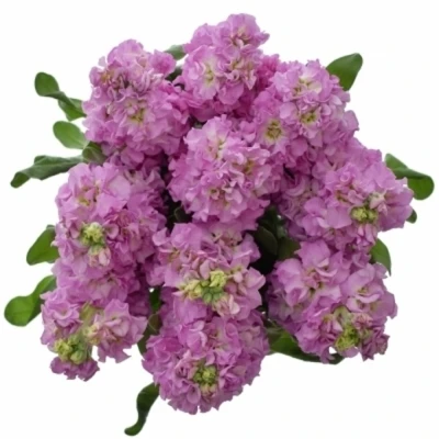 Fiala INCANA LUCINDA ANTIQUE ROSE