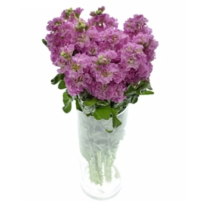 Fiala INCANA LUCINDA ANTIQUE ROSE