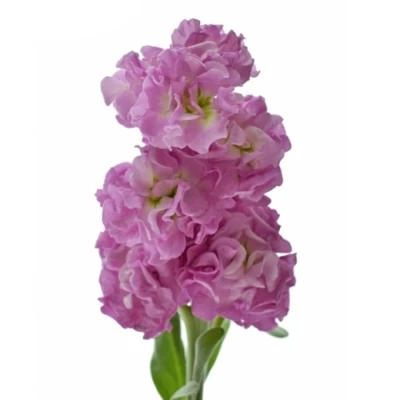 Fiala INCANA LUCINDA ANTIQUE ROSE