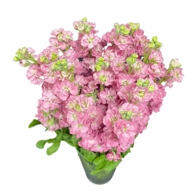 Fiala INCANA MATHILDA ANTIQUE ROSE