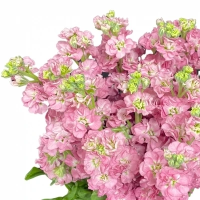 Fiala INCANA MATHILDA ANTIQUE ROSE