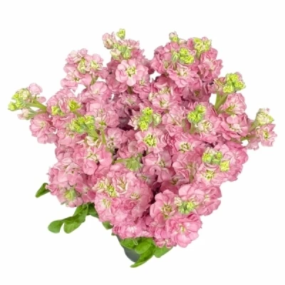 Fiala INCANA MATHILDA ANTIQUE ROSE