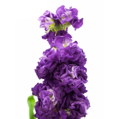 Fiala INCANA MATHILDA BLUE 45 cm