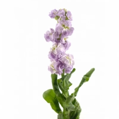 Fiala INCANA MATHILDA LAVENDER