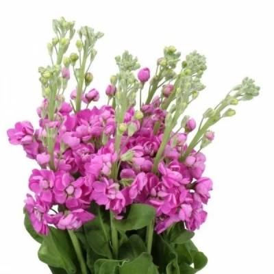 Fiala INCANA MATHILDA ROSE