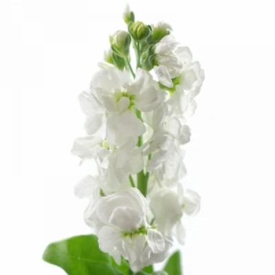 Fiala INCANA MATHILDA WHITE 60 cm