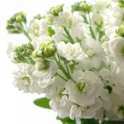 Fiala INCANA MATHILDA WHITE