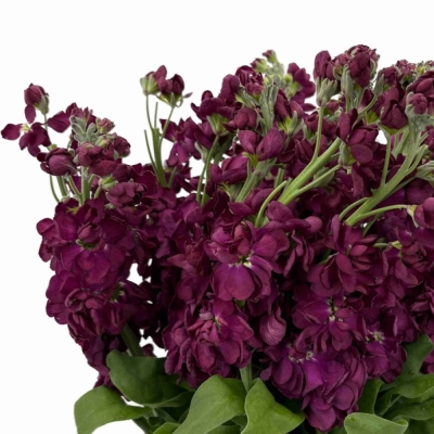 Fiala INCANA MILLA AUBERGINE 70 cm