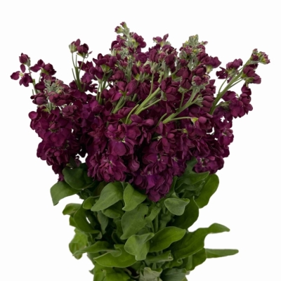 Fiala INCANA MILLA AUBERGINE 70 cm