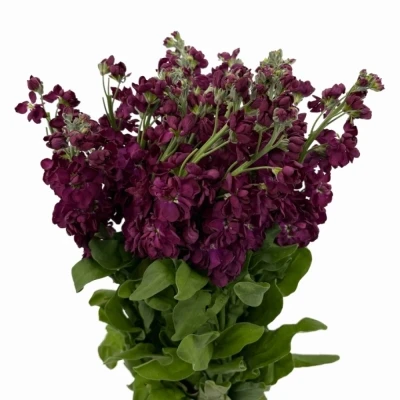 Fiala INCANA MILLA AUBERGINE