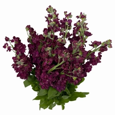 Fiala INCANA MILLA AUBERGINE