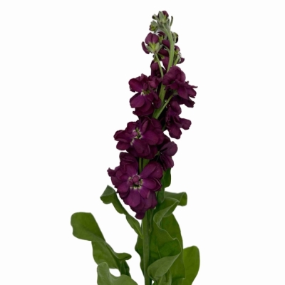 Fiala INCANA MILLA AUBERGINE 70 cm
