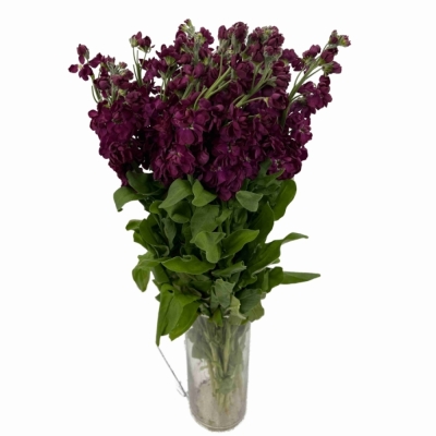 Fiala INCANA MILLA AUBERGINE 70 cm