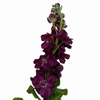 Fiala INCANA MILLA AUBERGINE 70 cm