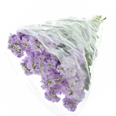 Fiala INCANA MILLA LAVENDER