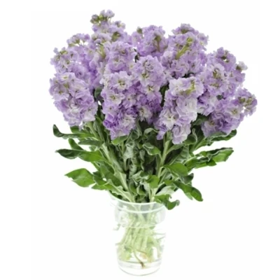 Fiala INCANA MILLA LAVENDER