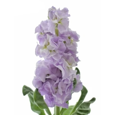 Fiala INCANA MILLA LAVENDER 50 cm