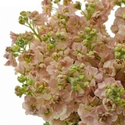 Fiala INCANA MILLA LIGHT PINK