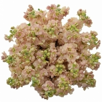 Fiala INCANA MILLA LIGHT PINK