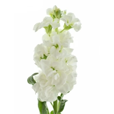 Fiala INCANA MILLA WHITE 55 cm