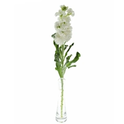 Fiala INCANA MILLA WHITE