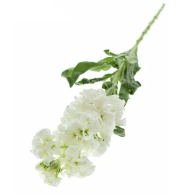 Fiala INCANA MILLA WHITE