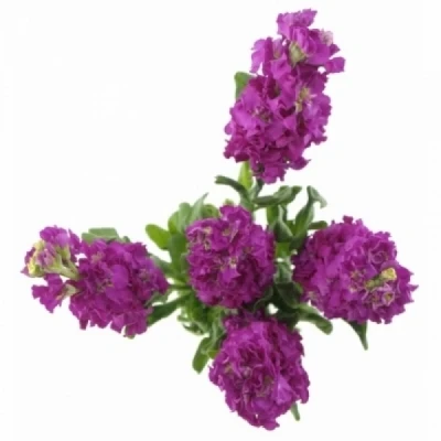 Fiala INCANA STOX DEEP ROSE