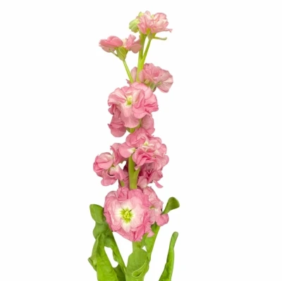 Fiala INCANA STOX ROSE PINK 50cm