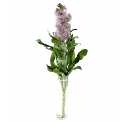 Fiala INCANA STOX SILVER