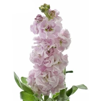 Fiala INCANA STOX SILVER 60 cm