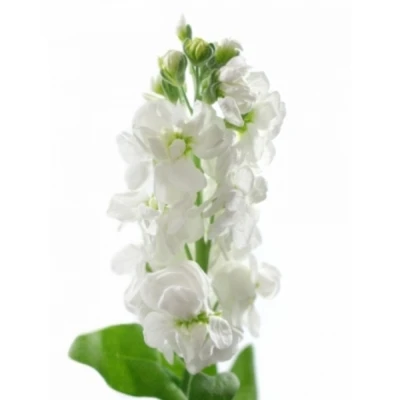 Fiala INCANA STOX WHITE