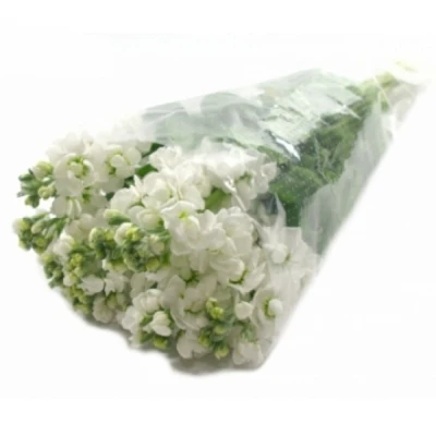 Fiala INCANA STOX WHITE