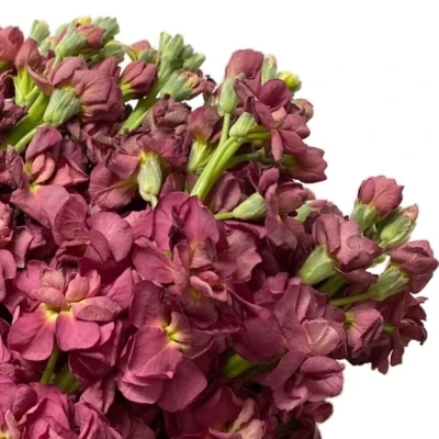 Fiala INCANA VINTAGE BROWN 60 cm