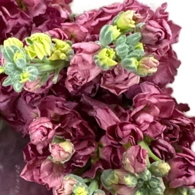 Fiala INCANA VINTAGE BROWN