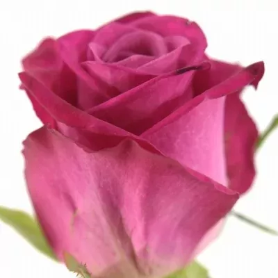 Fialová růže  ELESA 60cm (M) 60cm