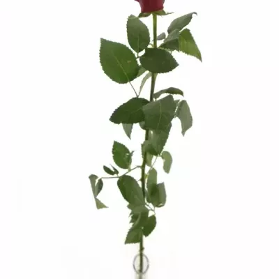 Fialová růže AMALIA