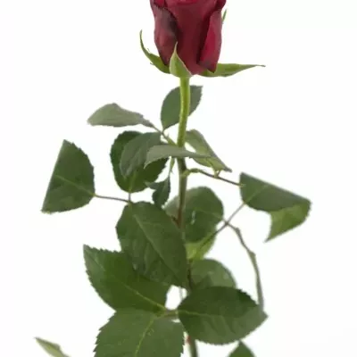 Fialová růže AMALIA