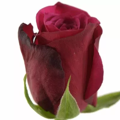 Fialová růže AMALIA 50cm